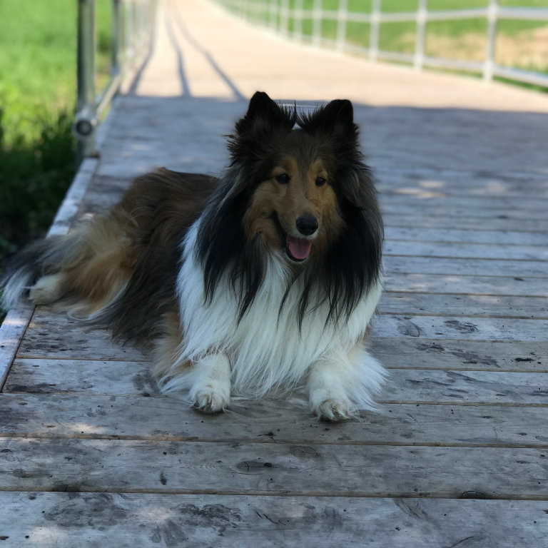 Heidi the Sheltie at the dog park on a sunny day.